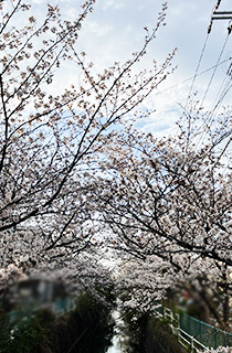 sakura