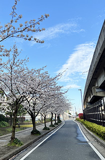 sakura